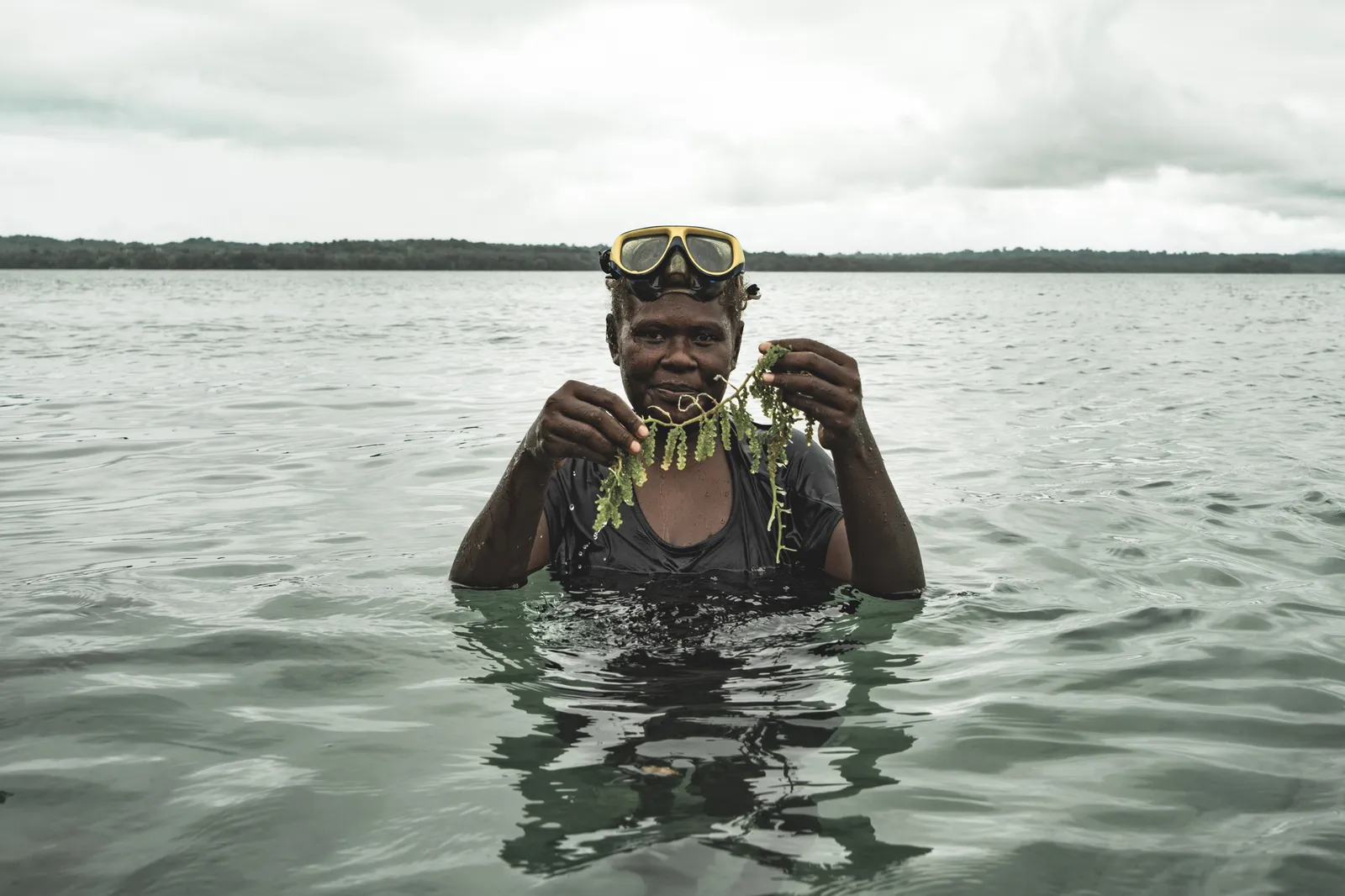 Sea Grapes in the Solomons