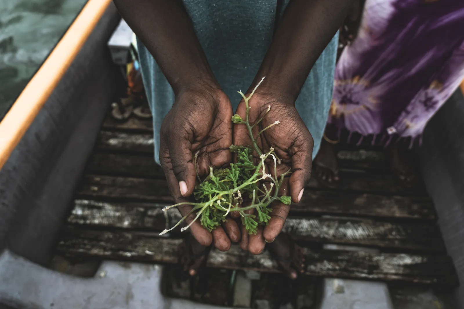 Sea Grapes in the Solomons