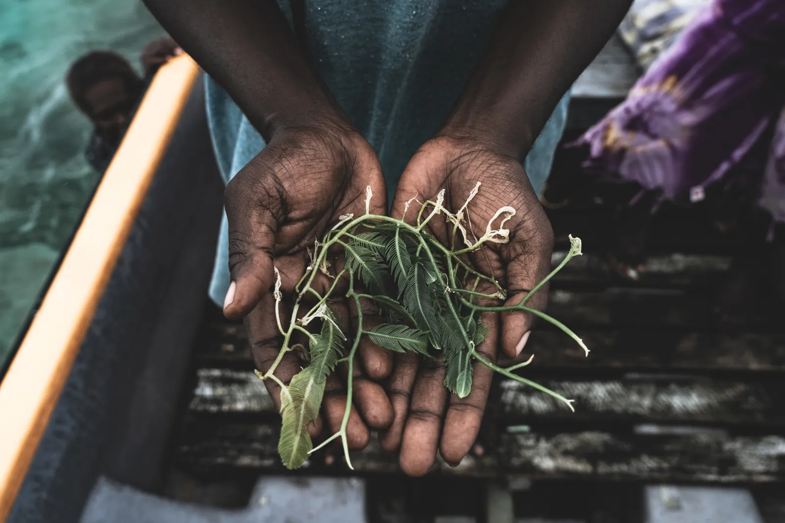 Sea Grapes in the Solomons