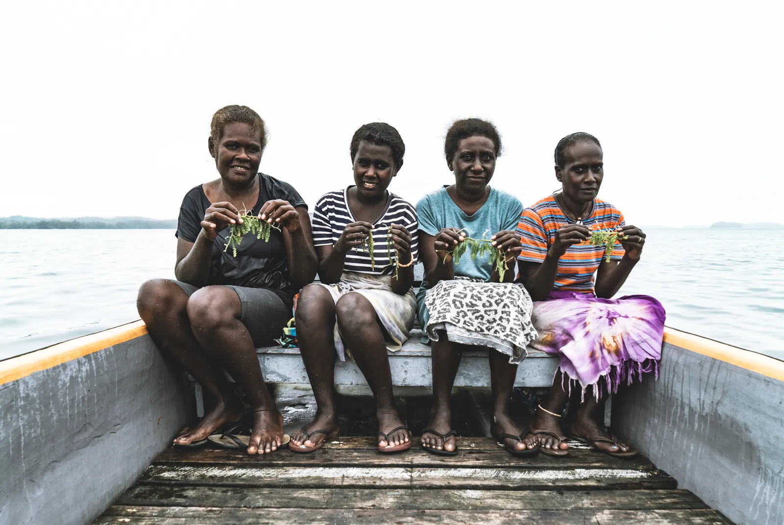 Sea Grapes in the Solomons