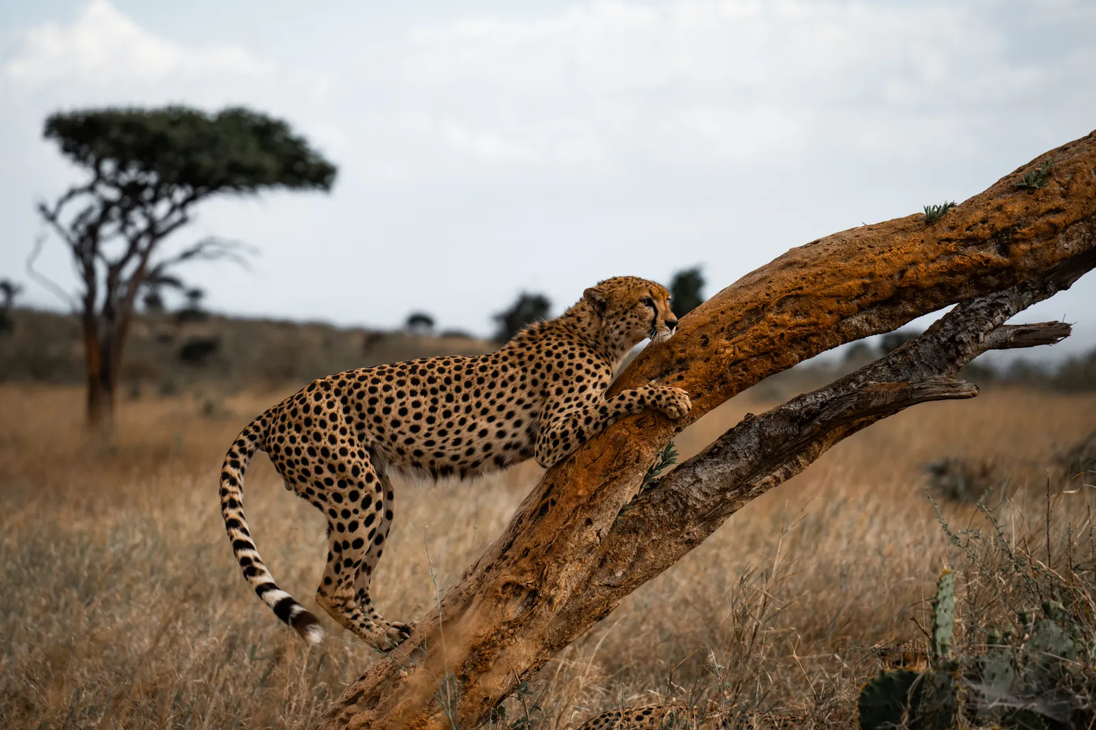 About Us Expeditions - Cheetah