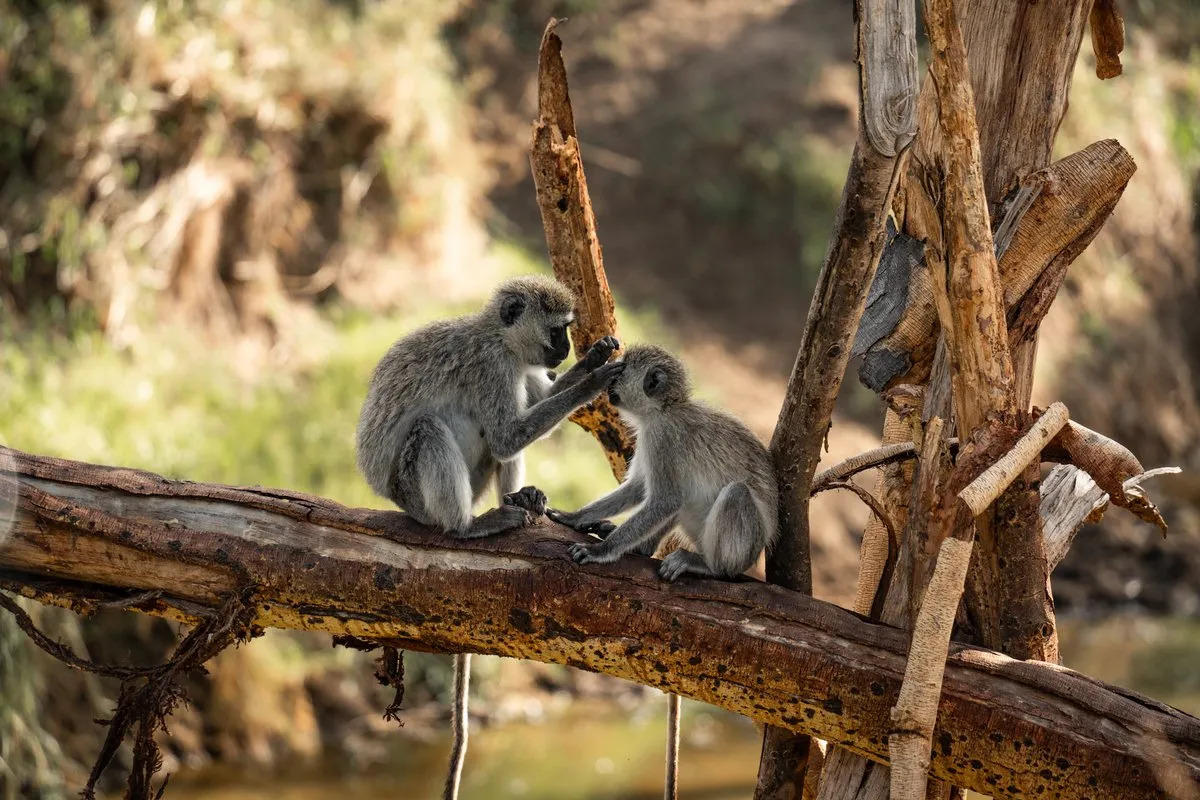 Tanzania
