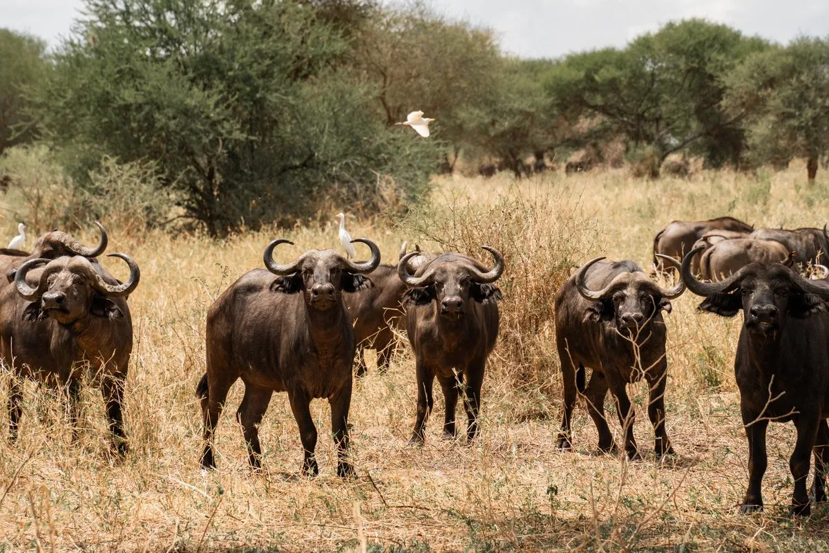 Tanzania