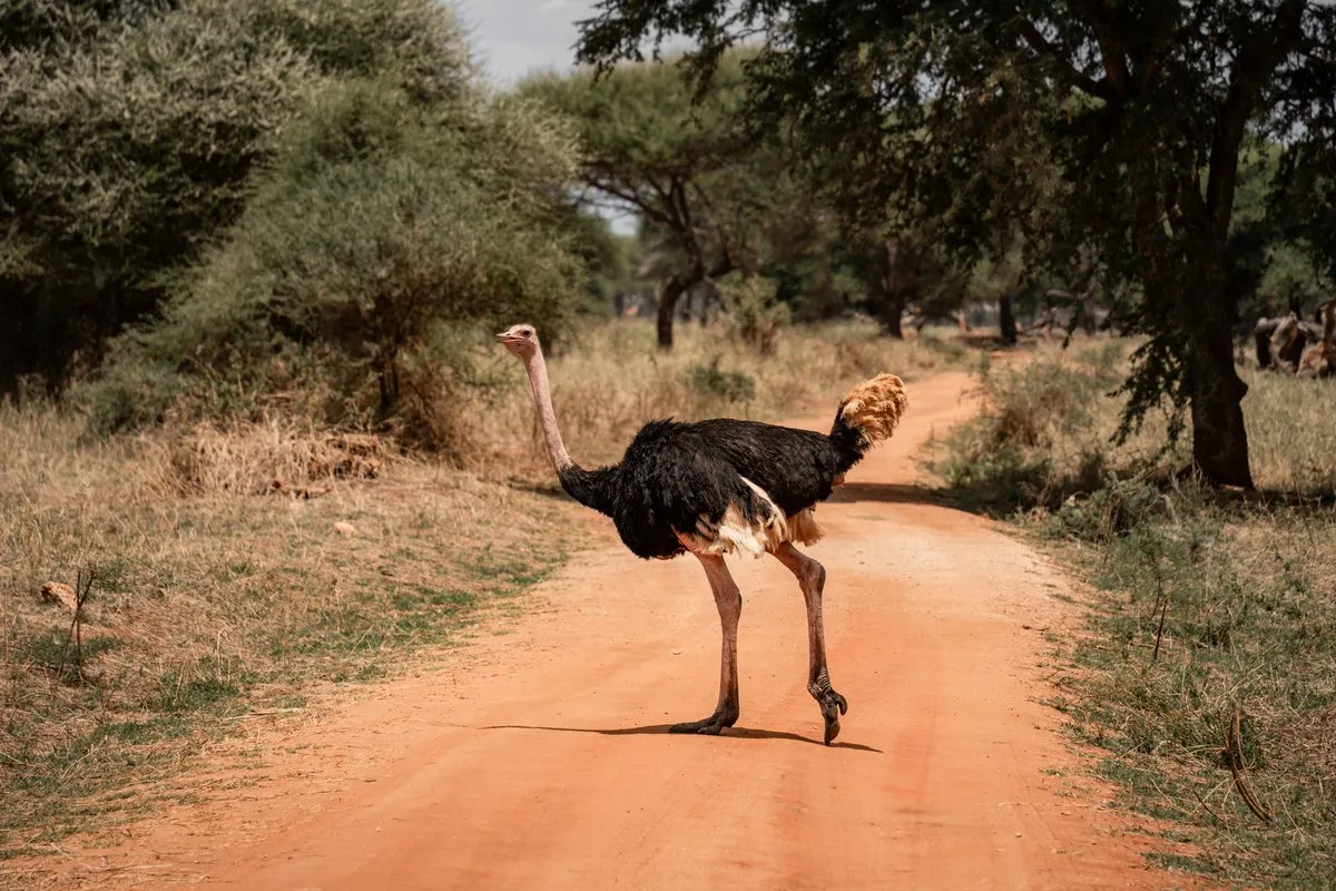 Tanzania