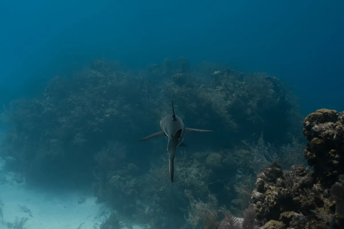 Belize