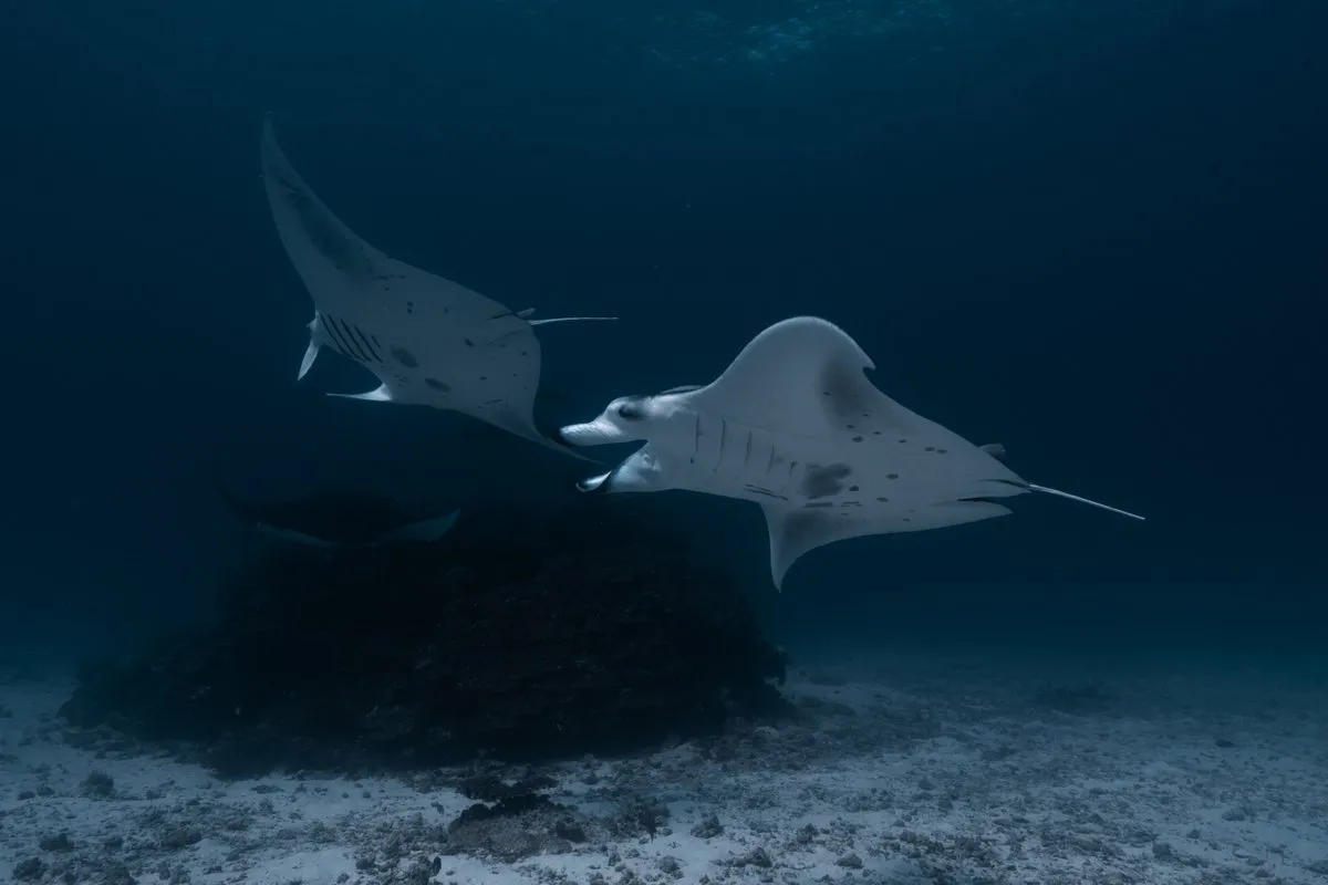 Maldives
