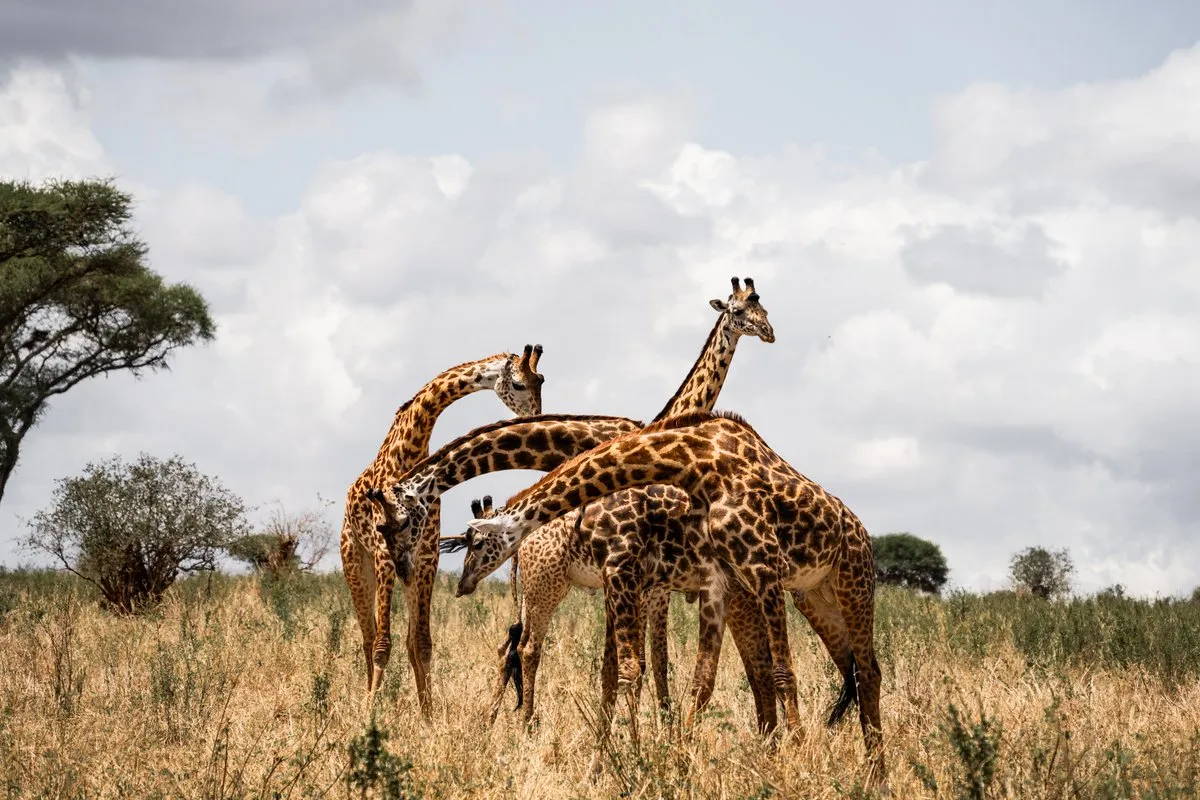 Tanzania