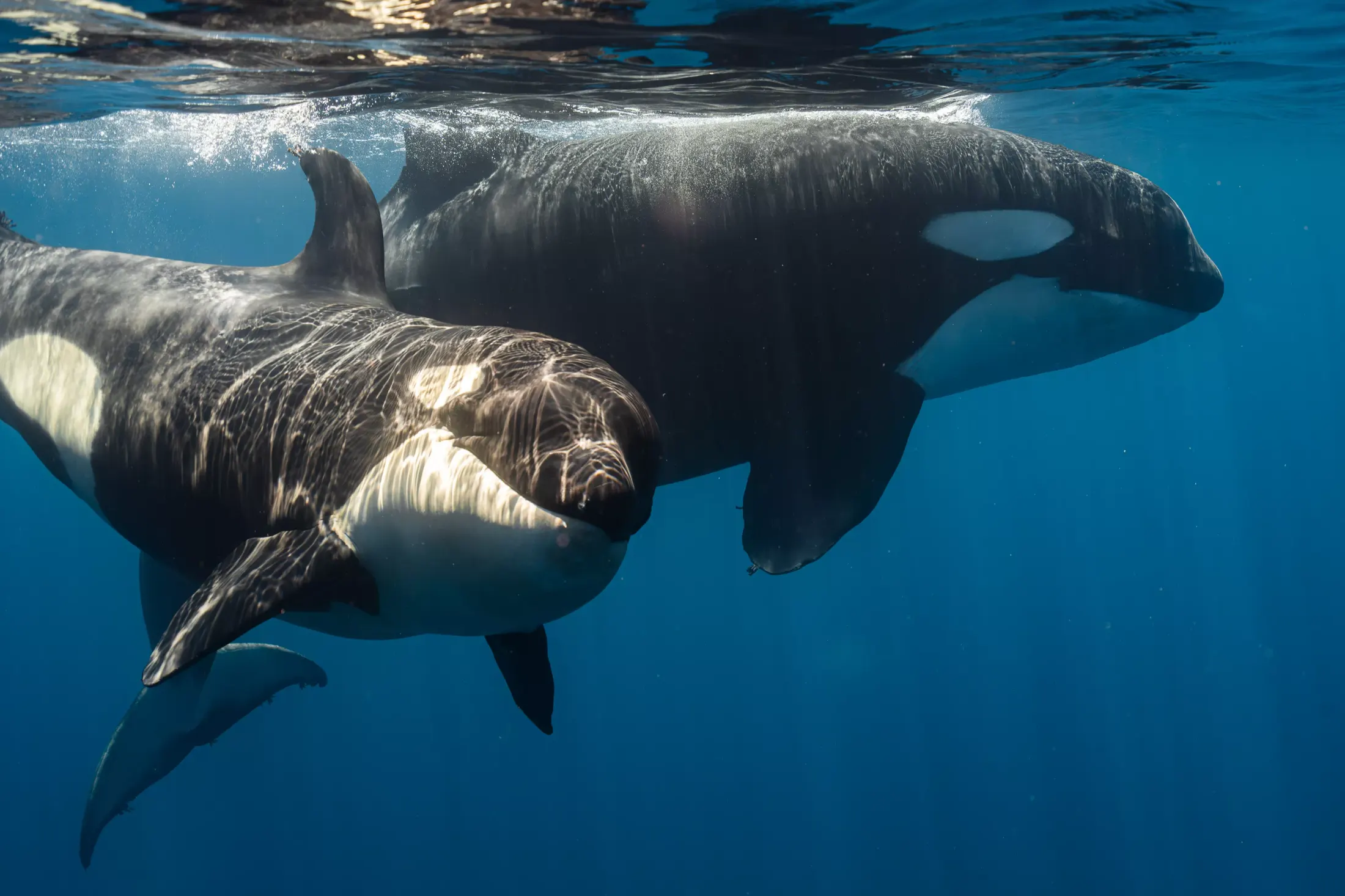 Orca family underwater encounter in Mexico waters during a marine research expedition