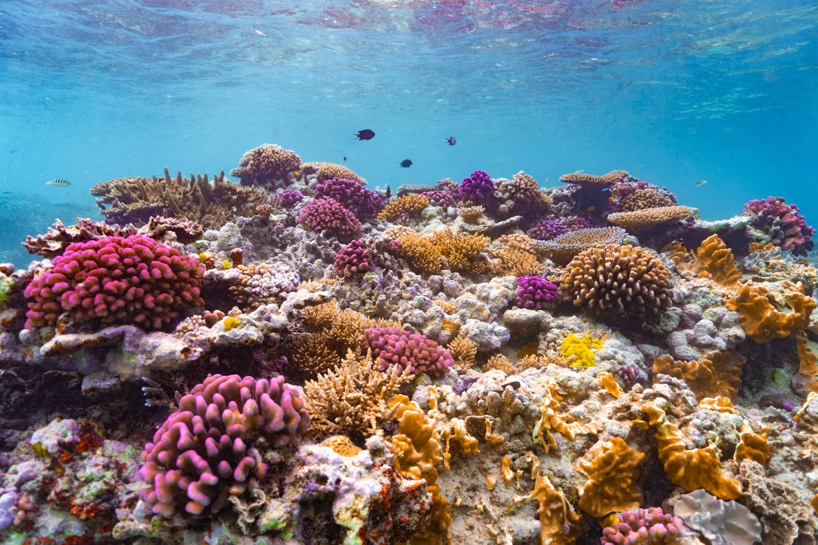The Search for Herding Dugongs