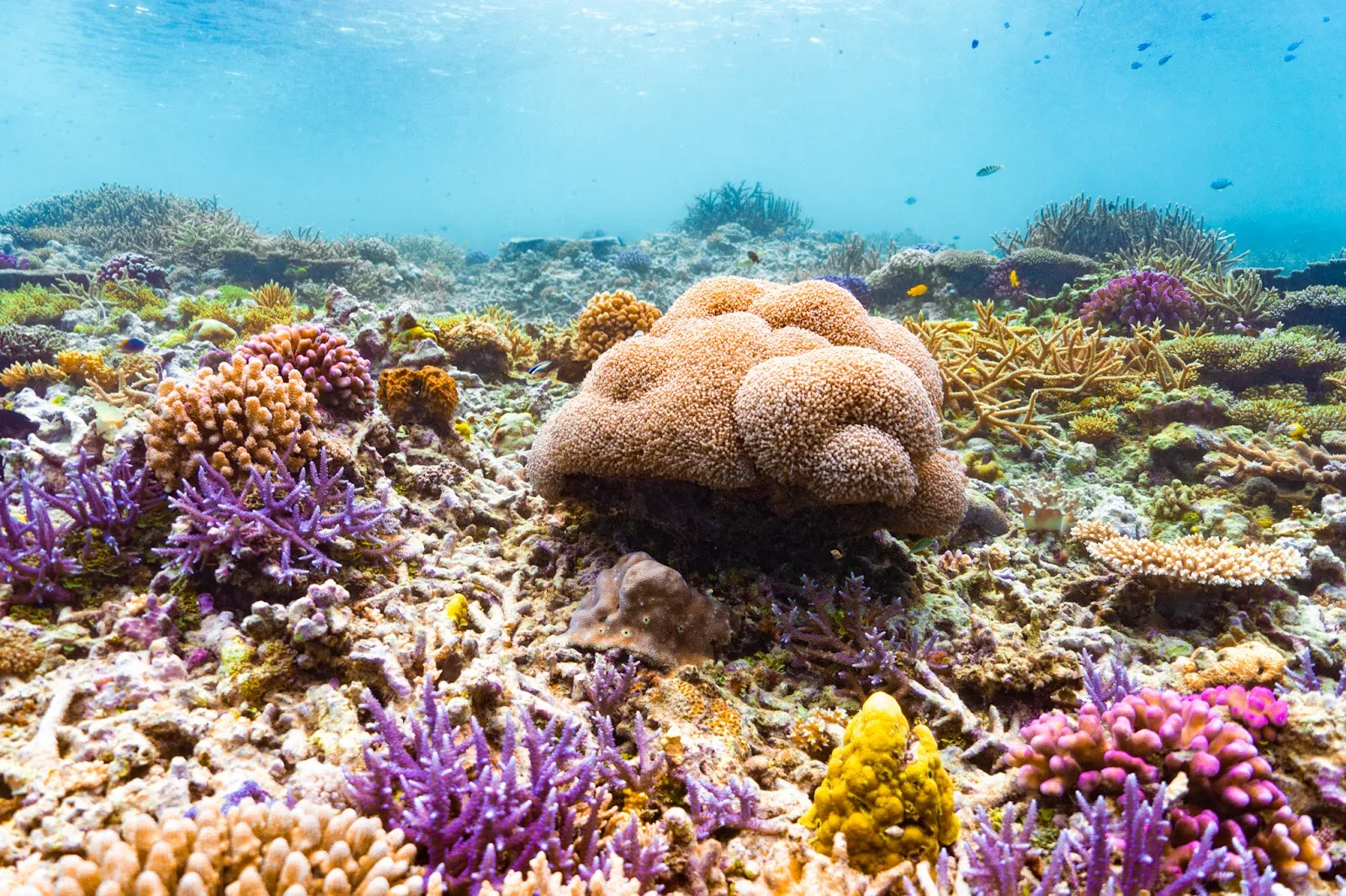 The Search for Herding Dugongs