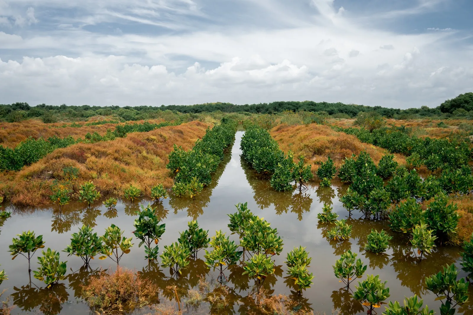 Sri Lanka's Lungs