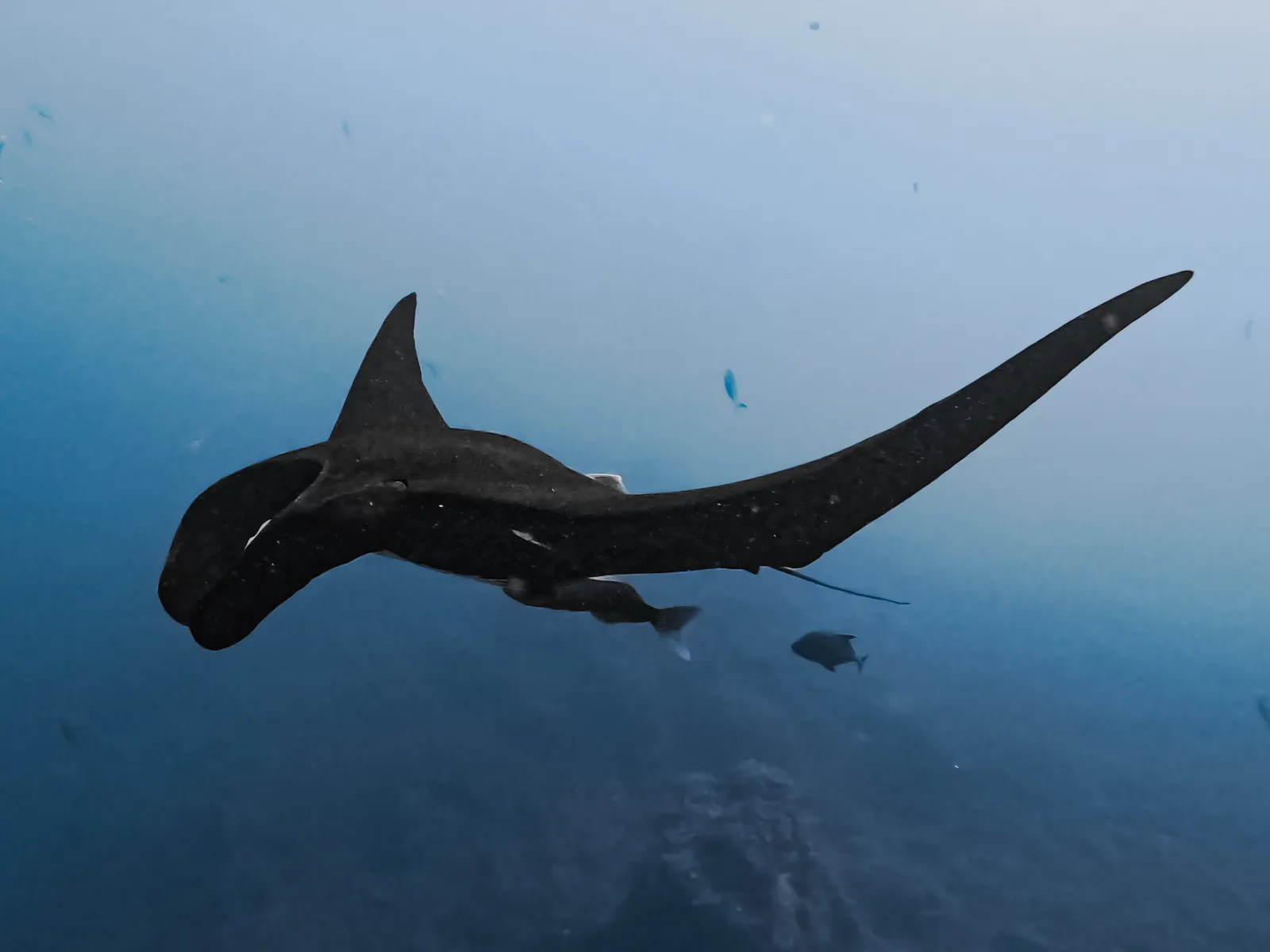 Black Manta Moments