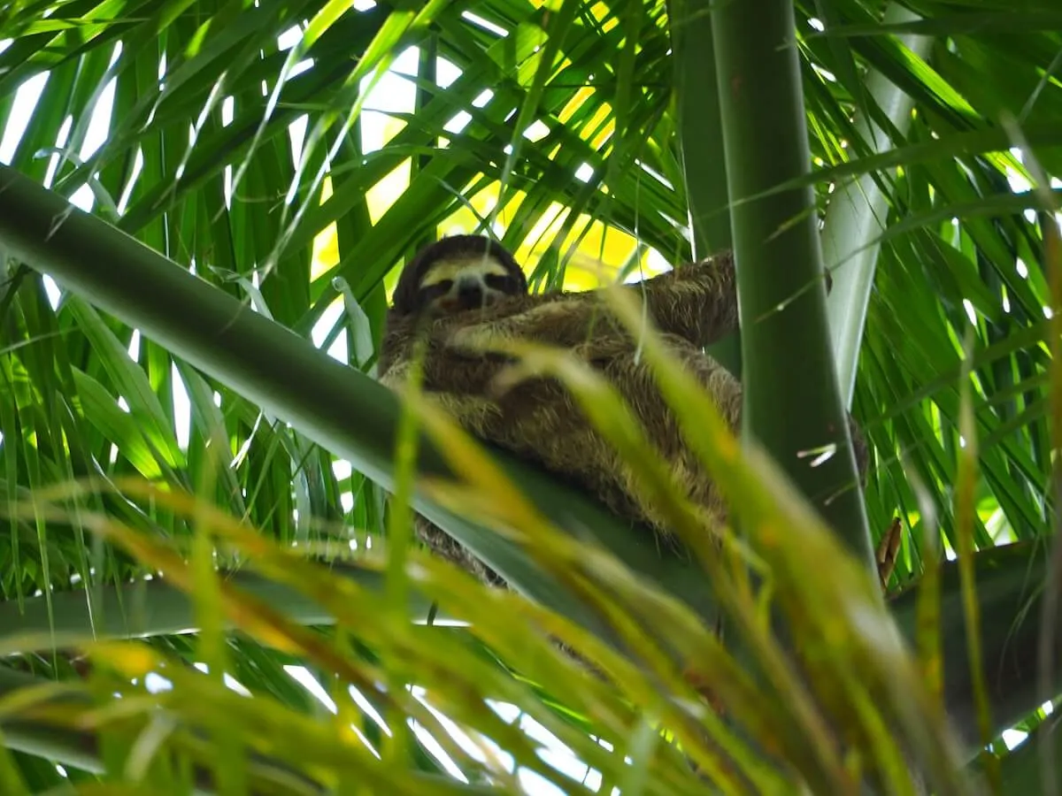 Panama
