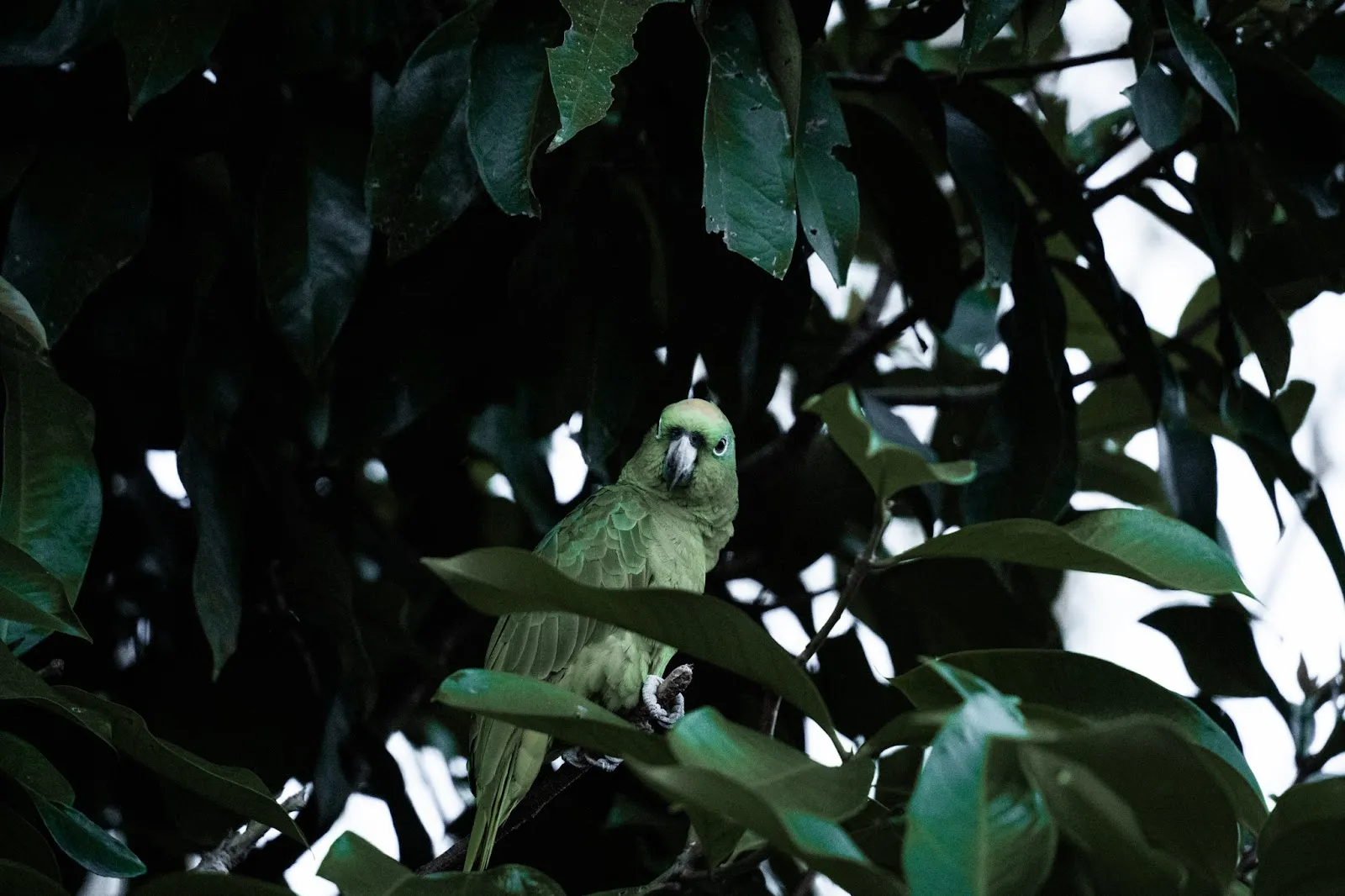 Supersized in the Jungle