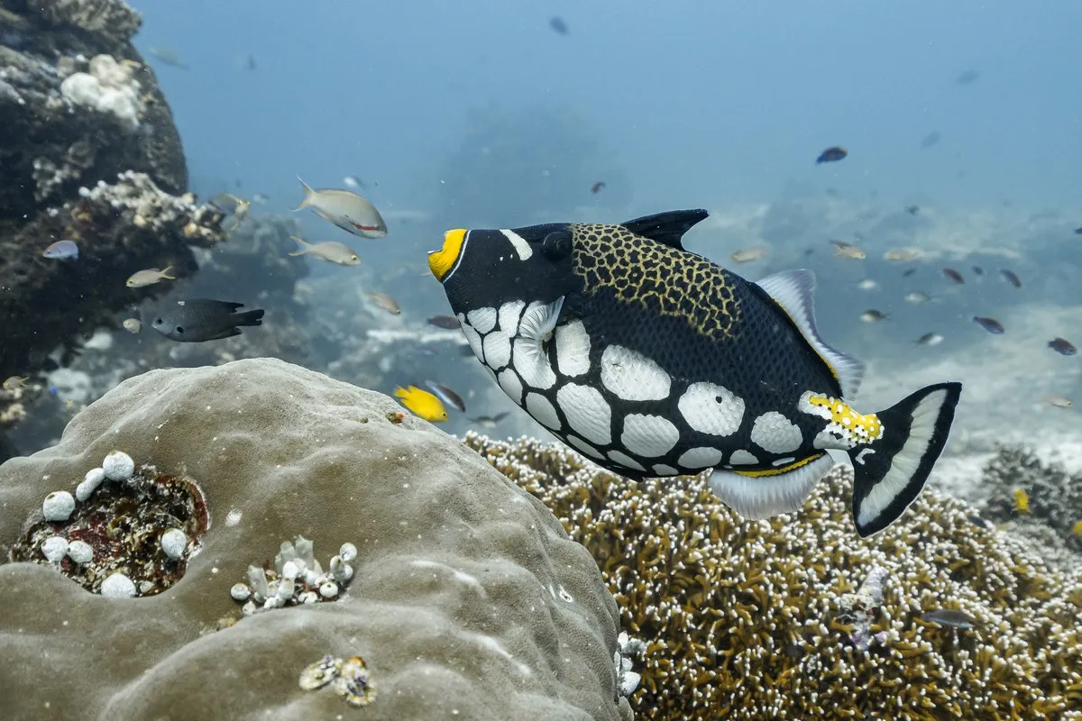 Indonesia