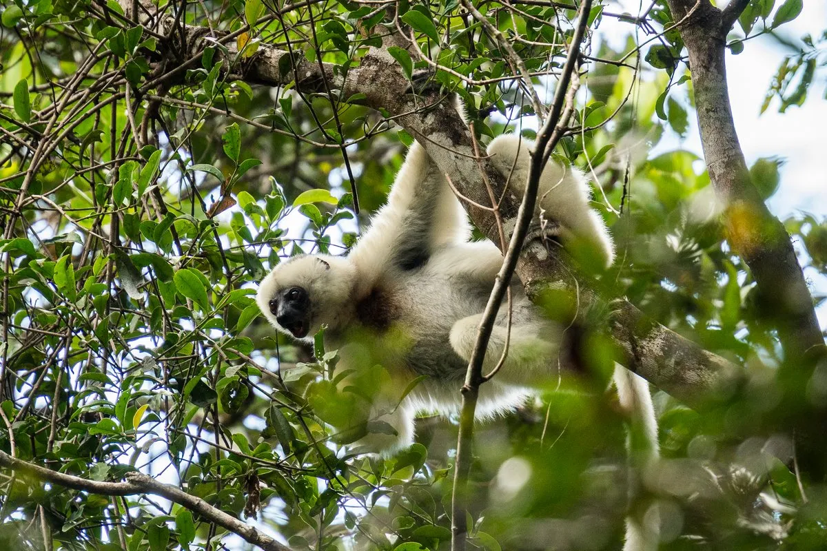 Madagascar