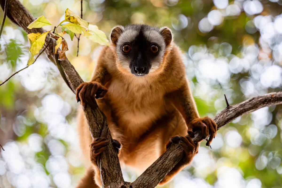 Madagascar