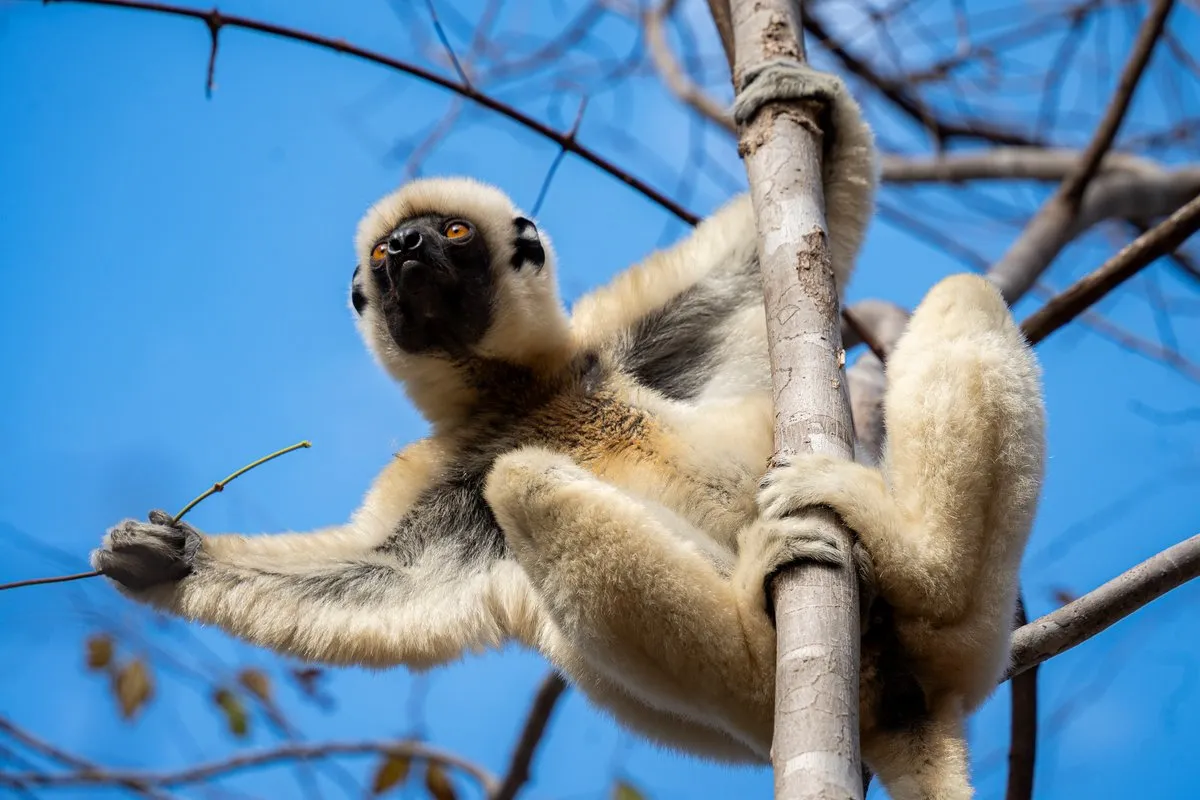 Madagascar