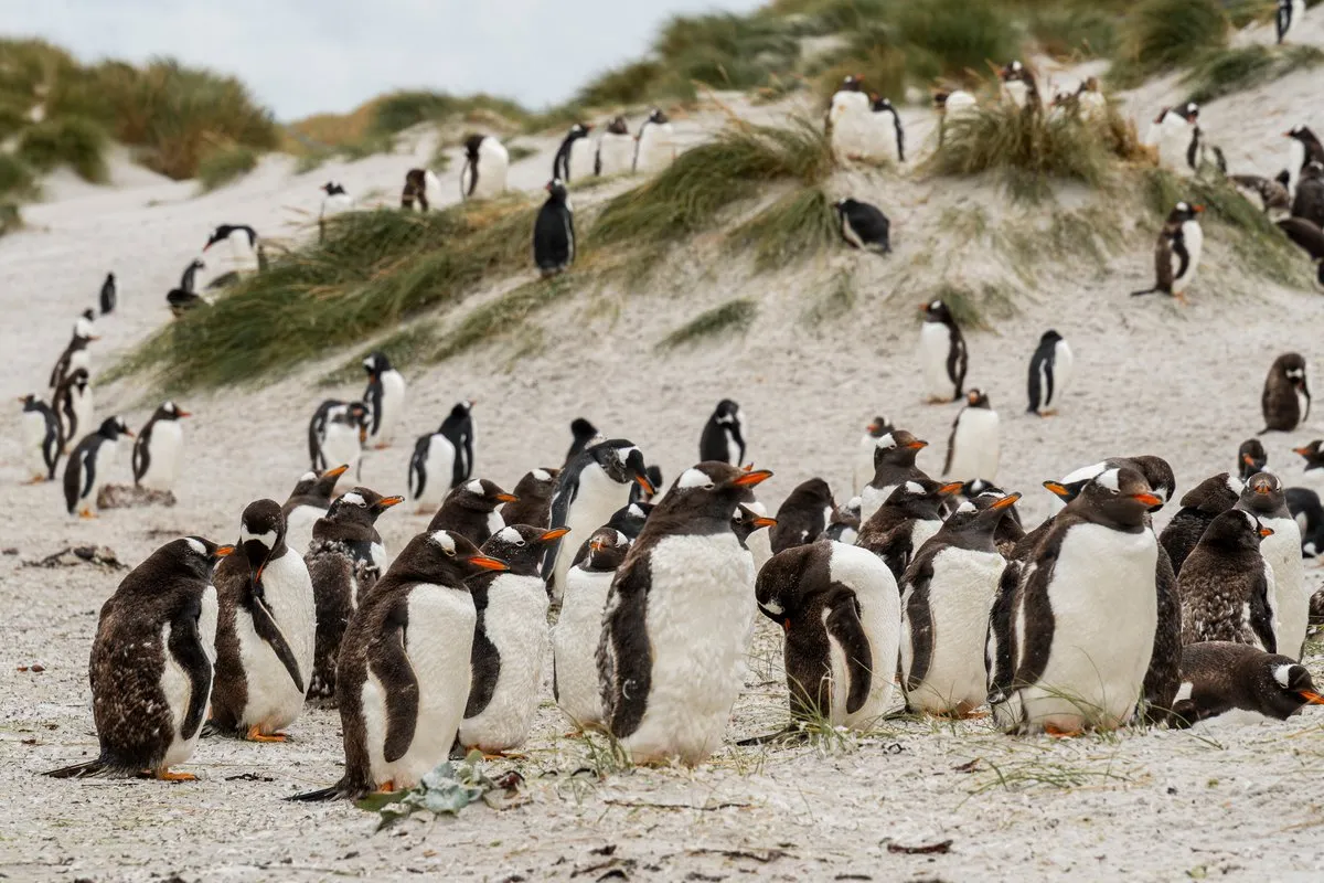 Falkland Islands / Malvinas