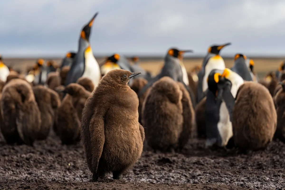 Falkland Islands / Malvinas