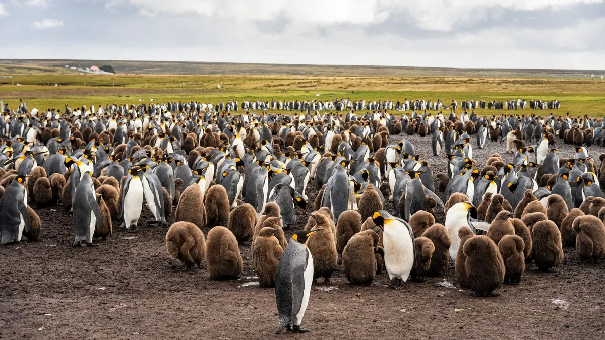 Falkland Islands / Malvinas