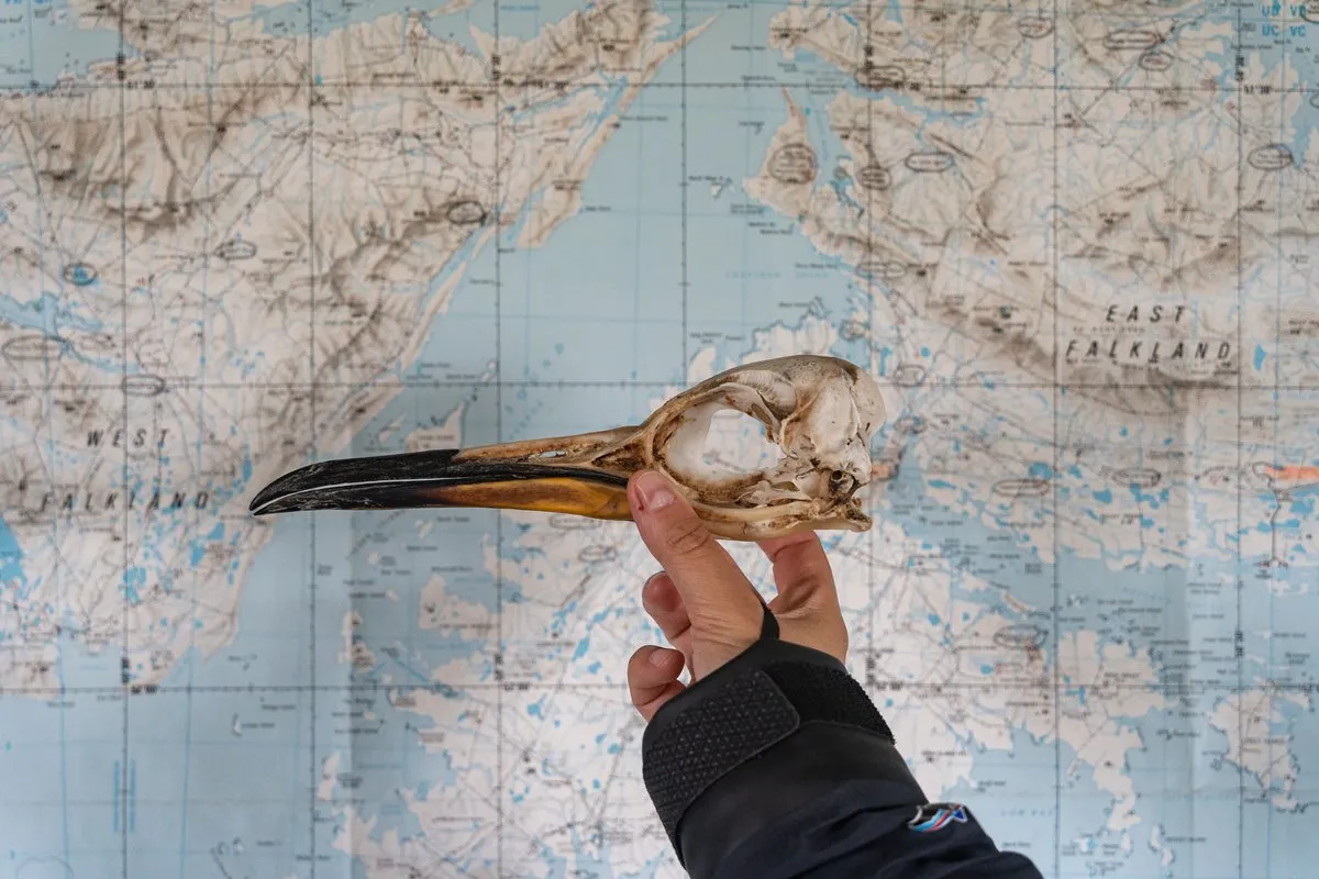 Falkland Islands / Malvinas