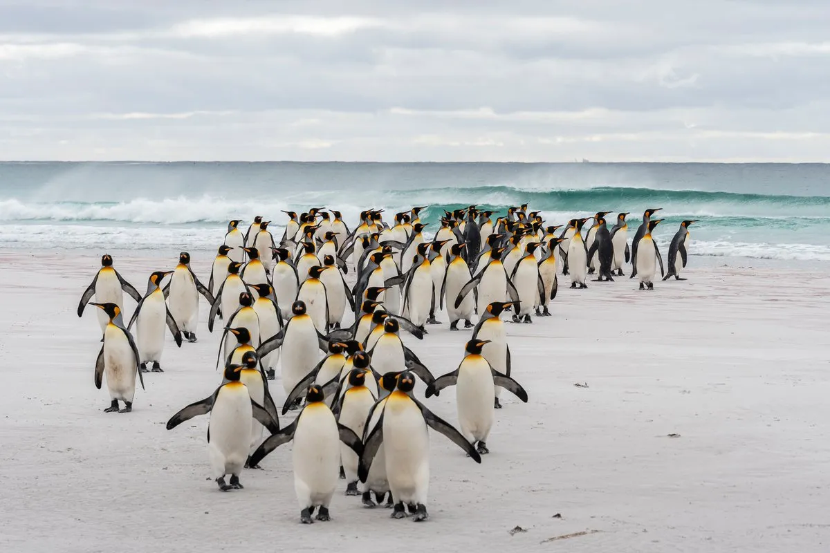 Falkland Islands / Malvinas