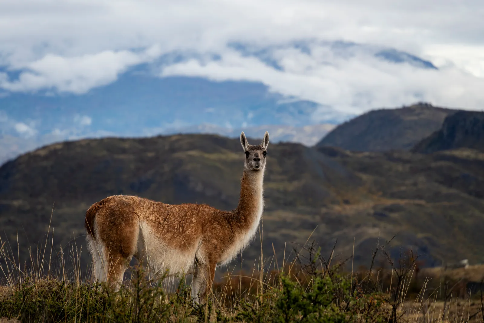 Chile