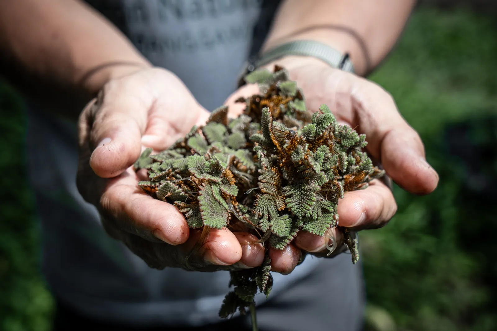 The Urban Agronomist